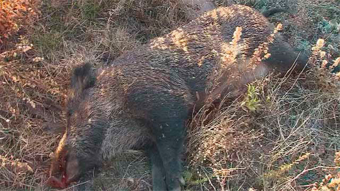 Dos jabalíes atropellados junto al coto privado de Arganda