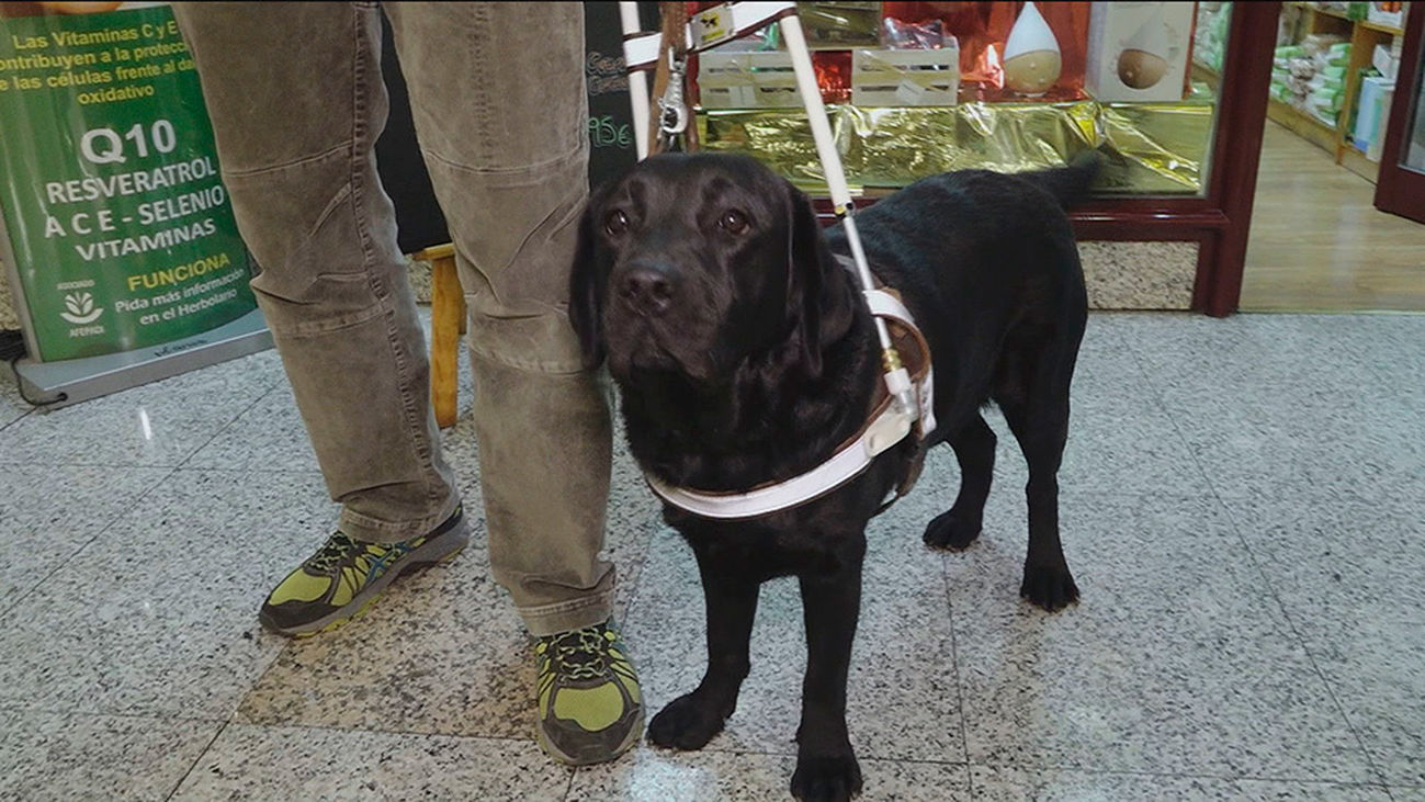 Así se entrena un perro guía de la ONCE