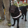 Así se entrena un perro guía de la ONCE
