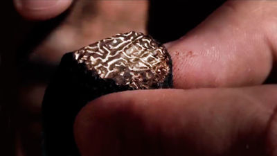 Trufa negra, un tesoro del campo