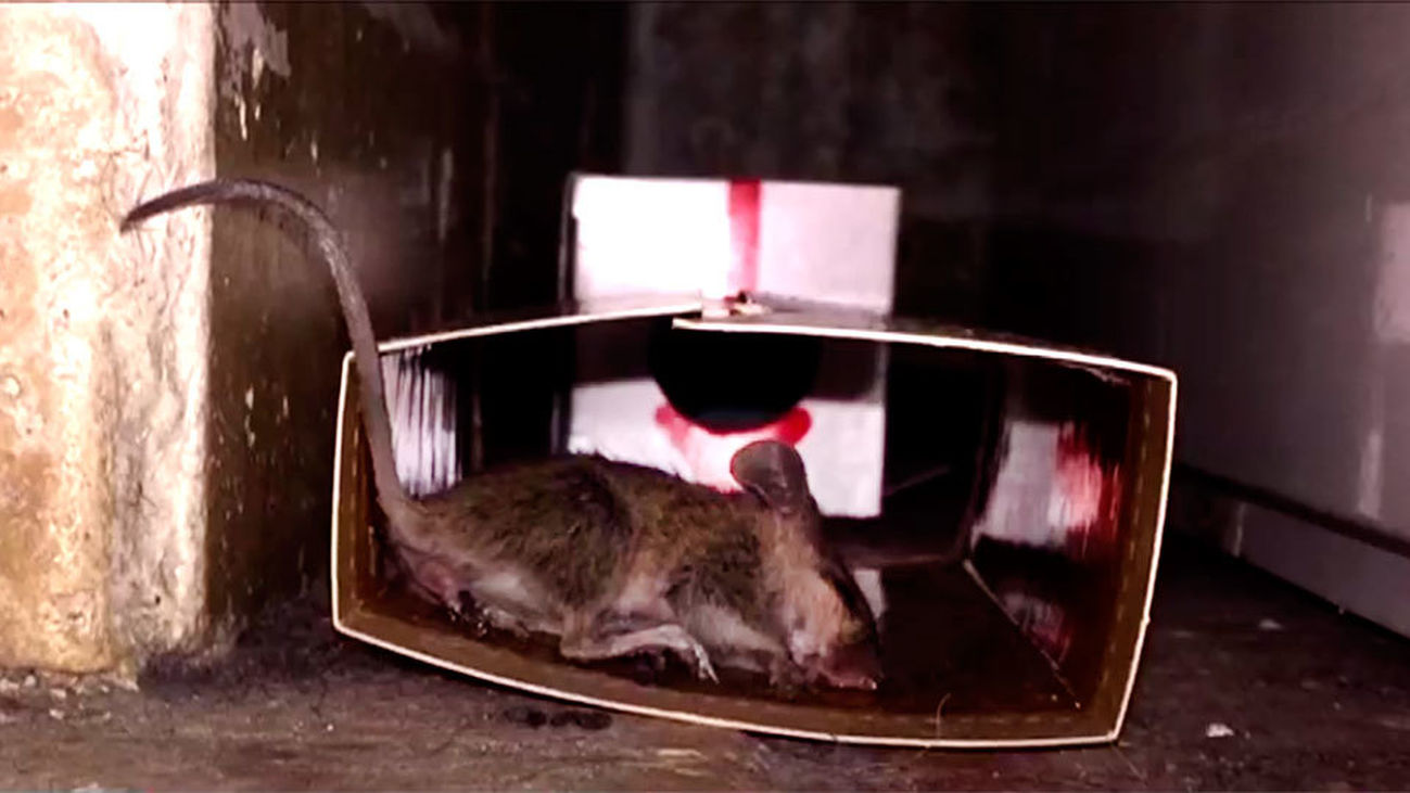 Vecinos de Alcalá de Henares denuncian la proliferación de ratas