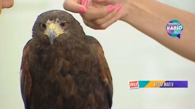 Pongamos que hablo de TM 11: Ningún animal sufrió daños durante el rodaje