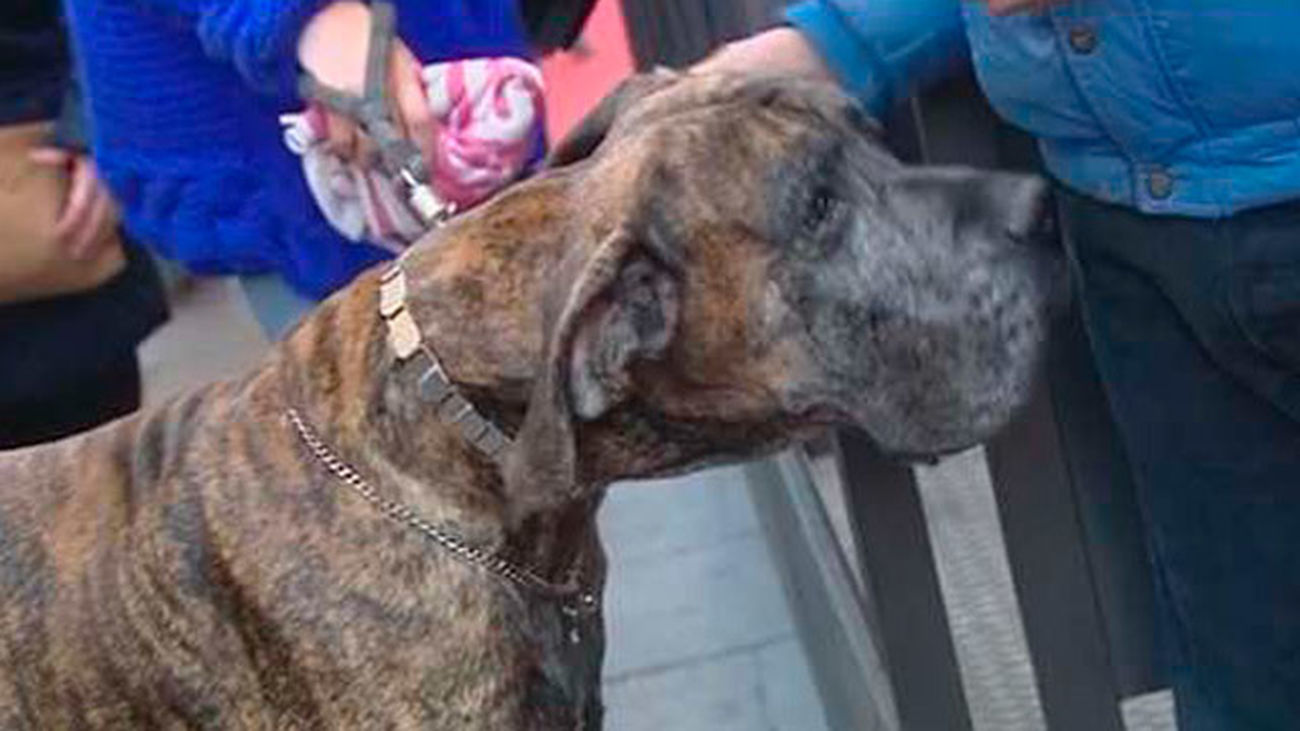 Madrid celebra San Antón, patrón de los animales