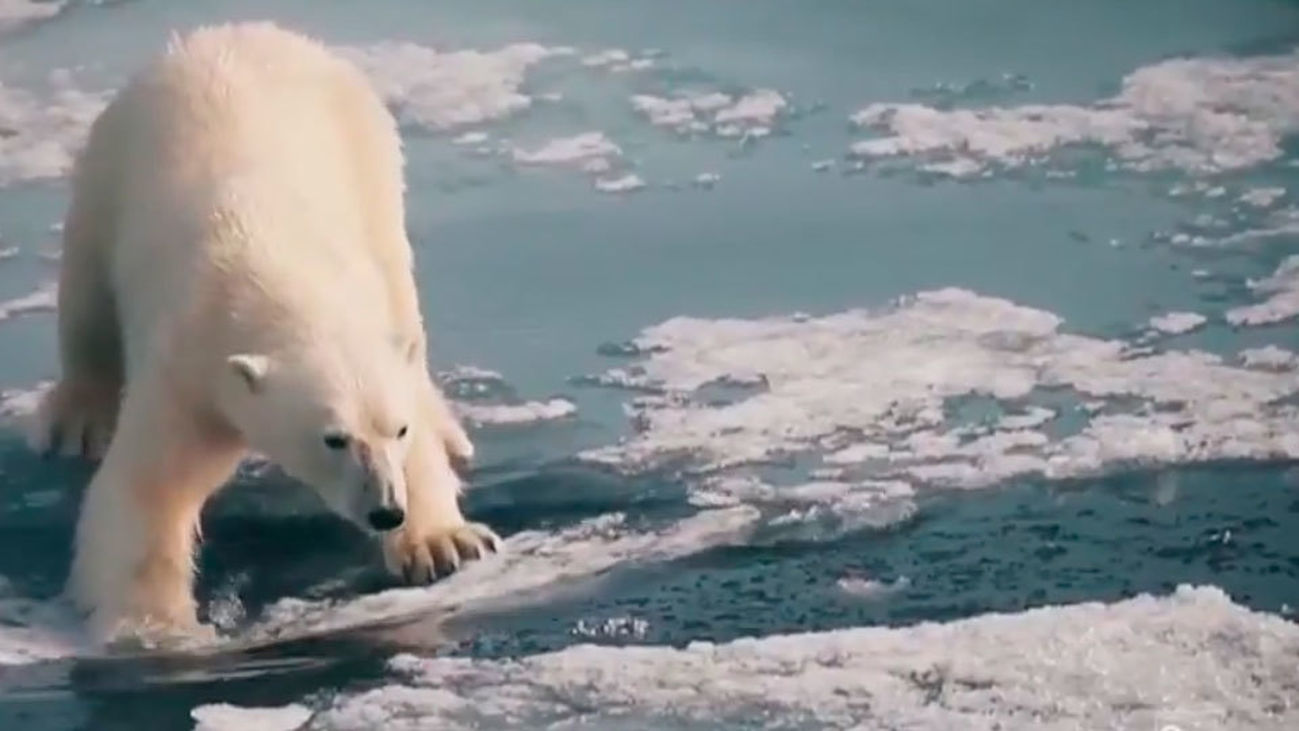 ¿Cómo afecta a los animales el Cambio Climático?