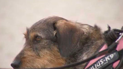 Perros envenenados en un parque de Moratalaz