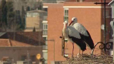 Las cigüeñas de Alcalá de Henares se quedarán sin su 'despensa' este 2018