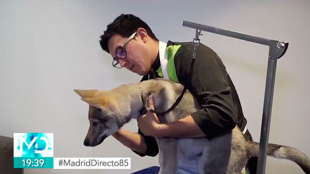 Peluquería canina a domicilio