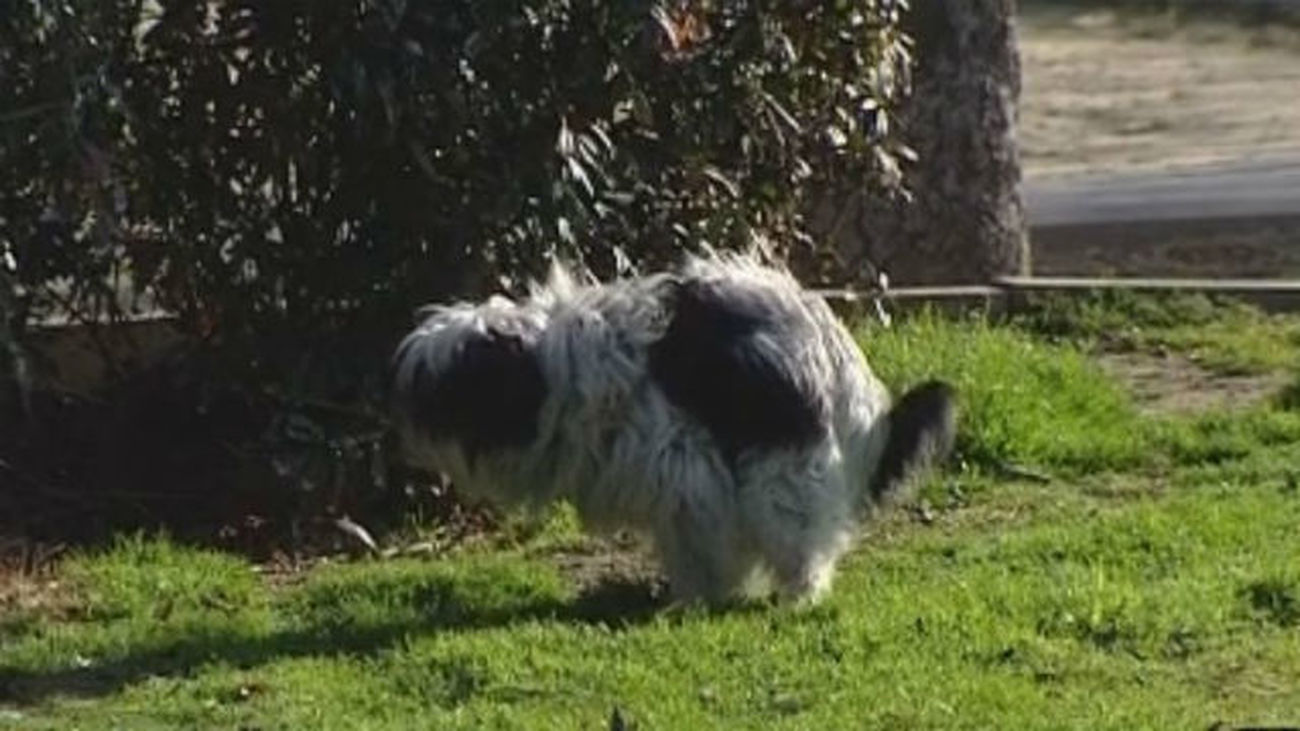 Multas por no recoger los excrementos caninos