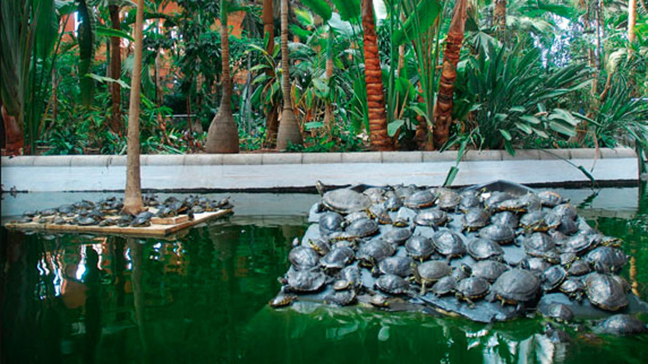Trasladan a las tortugas "abandonadas" de Atocha a un centro en Navas del Rey