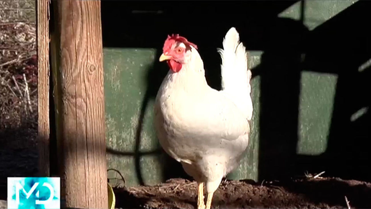 Un gallinero comunitario y sostenible