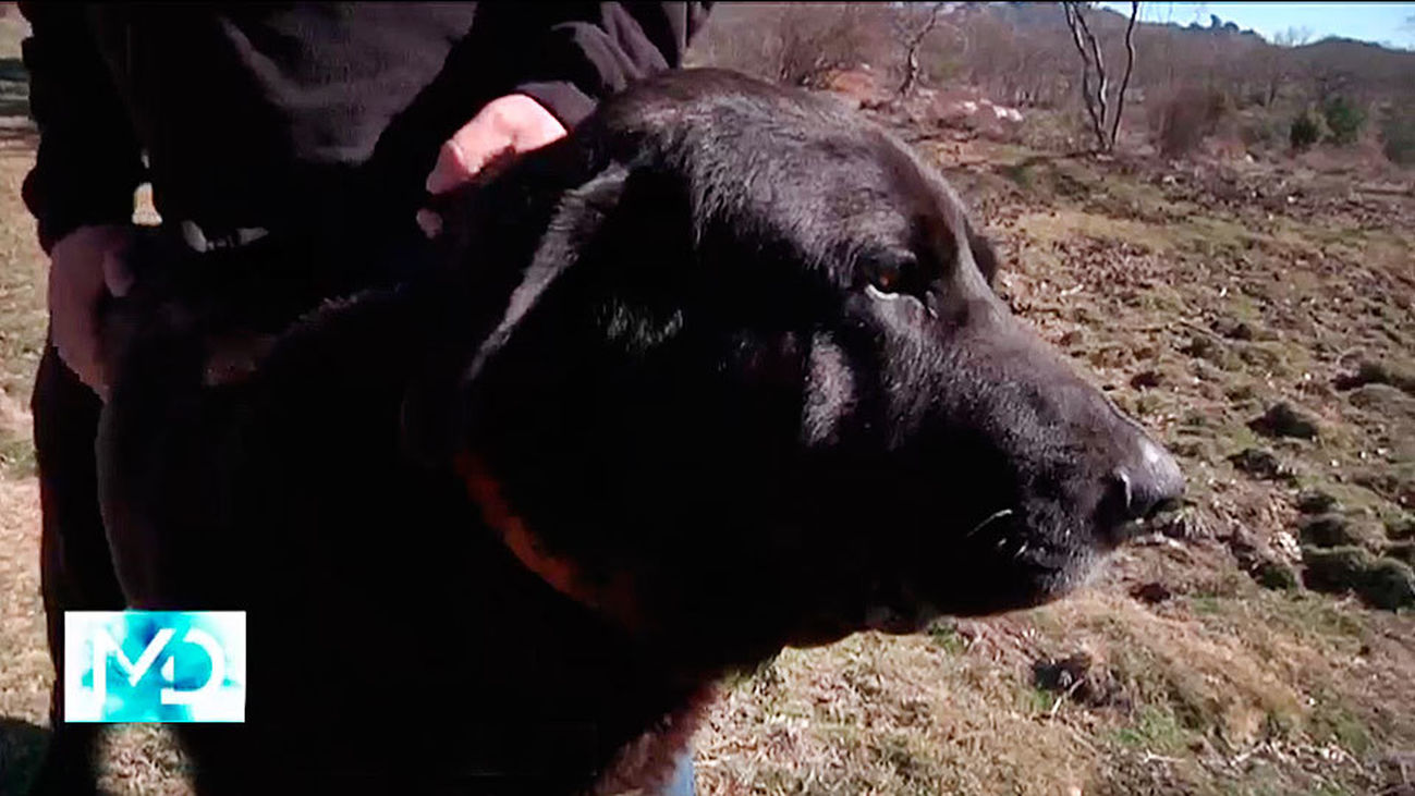 Tizón el perro actor de la sierra de Madrid