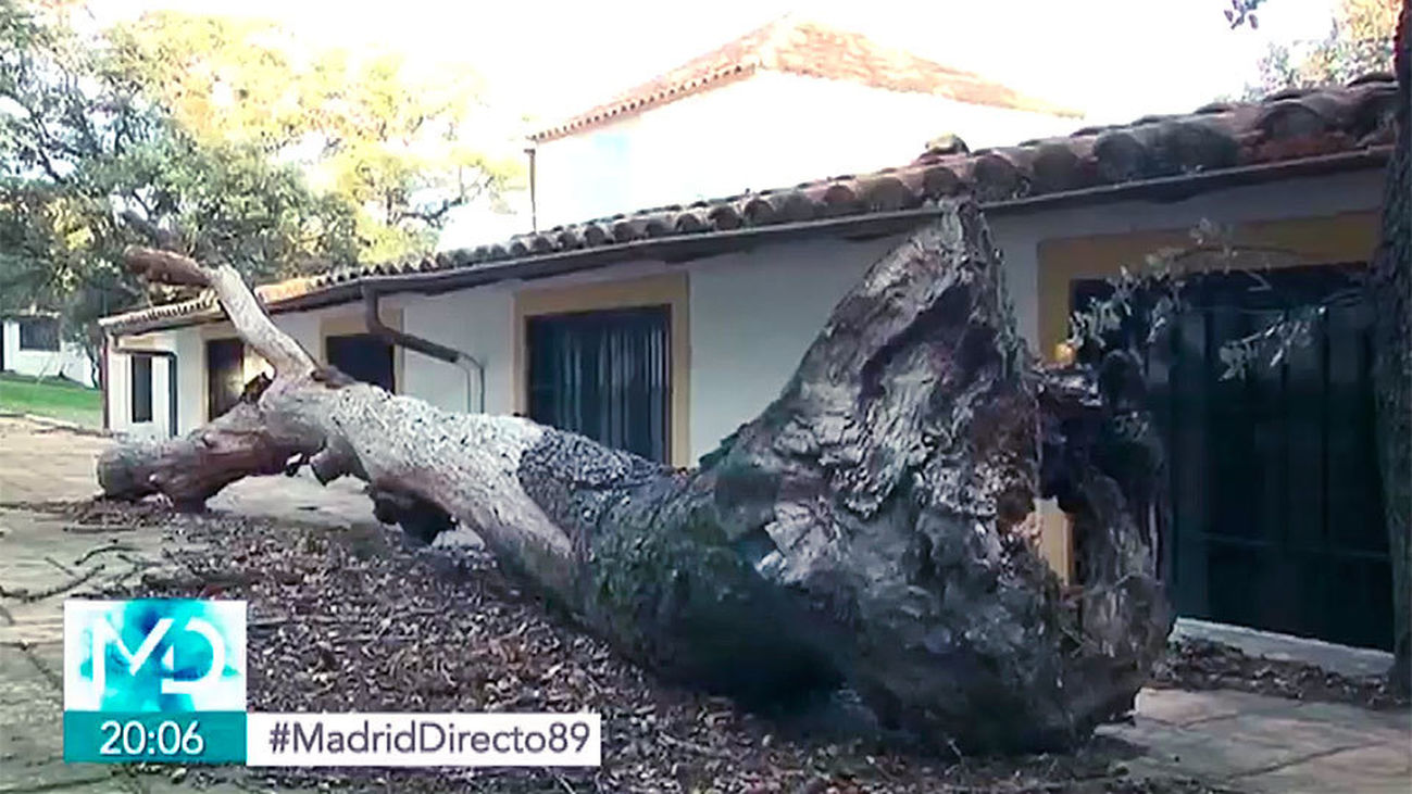 ¿Qué pasos hay que seguir para talar un árbol?