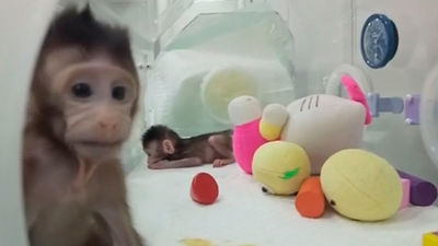 Clonan a dos primates con la misma técnica con la que se creó la oveja Dolly