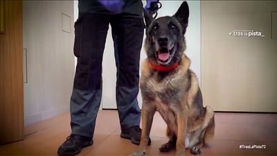 Elton, el perro policía que localizó los restos de Diana Quer