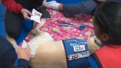 Arroyomolinos presenta el proyecto 'Corazones azules, patas por el autismo'