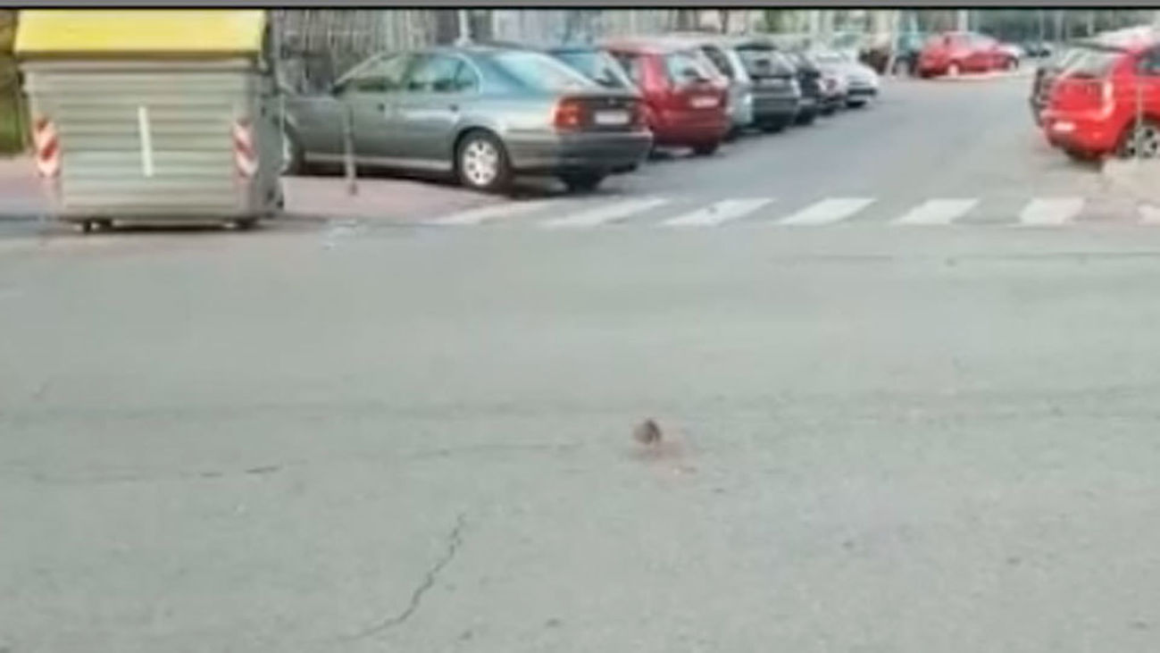 Vecinos de Alcalá de Henares denuncian una plaga de ratas