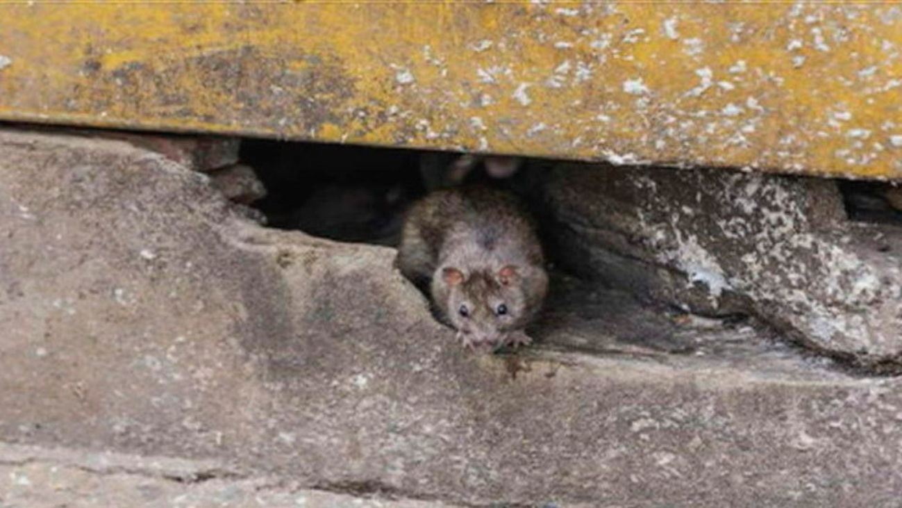 Los vecinos de Alcalá de Henares denuncian las plagas de ratas