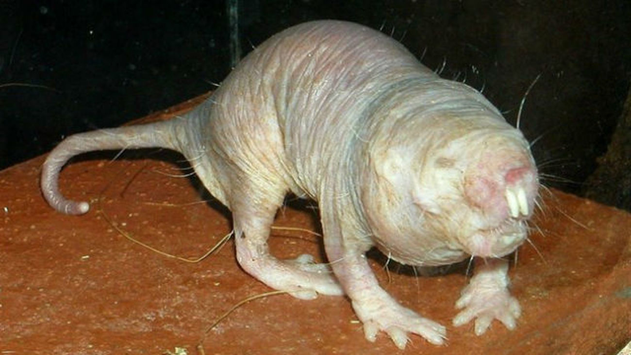 Las ratas topo desnudas se saltan  las leyes de la mortalidad
