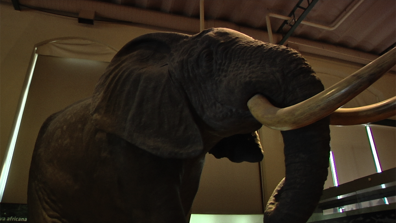 Las joyas del Museo de Ciencias Naturales