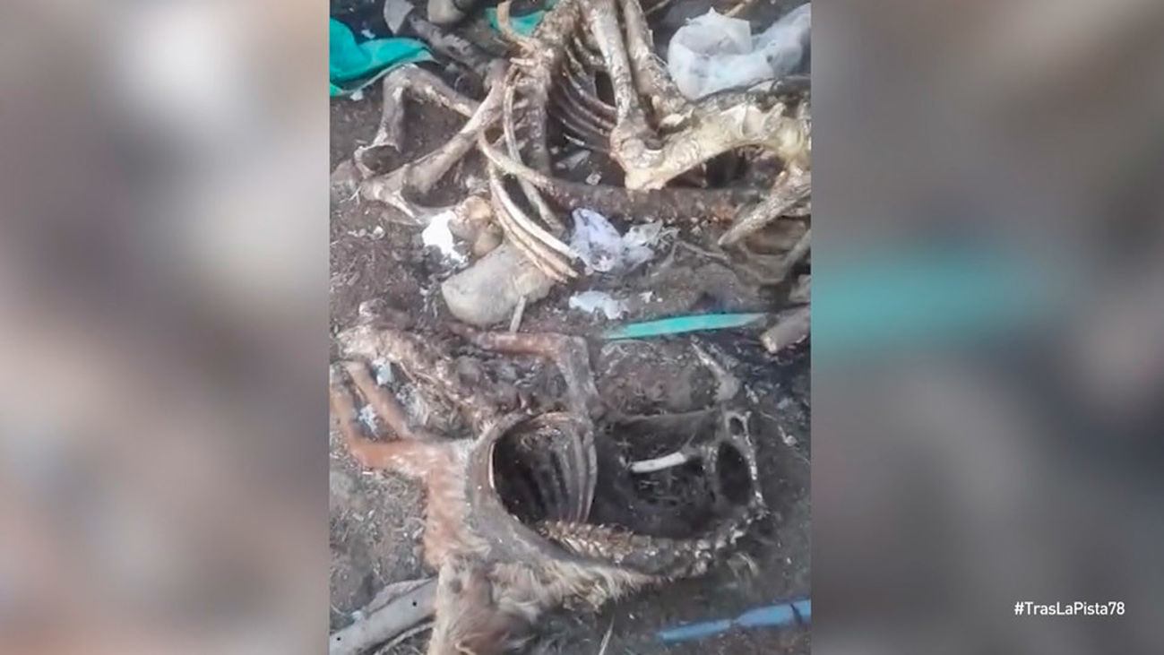 La finca de los horrores de Bormujos