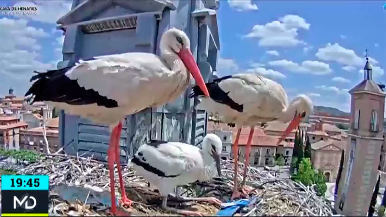 Las cigüeñas de Alcalá superan el frío invierno