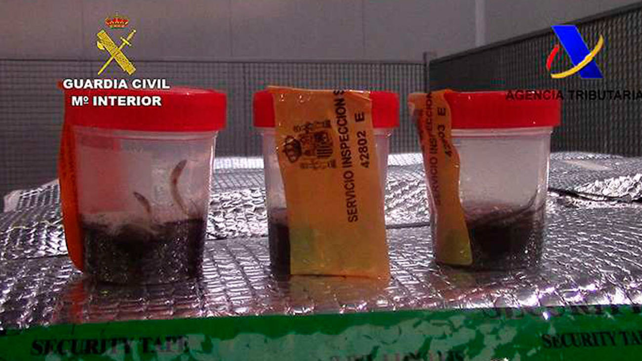 Interceptados más de 300 kilos de angulas en el aeropuerto de Barajas