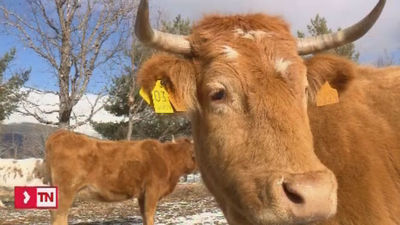 Ciudadanos impulsa un plan de apoyo a los ganaderos y agricultores de Madrid