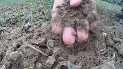 El cereal de invierno se recupera en Madrid gracias a las últimas lluvias