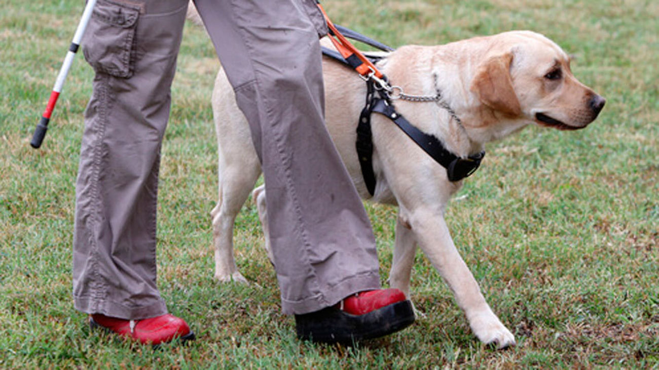 Campaña para proteger a los perros guía de las consecuencias del botellón