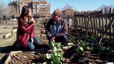 Conocemos un huerto urbano
