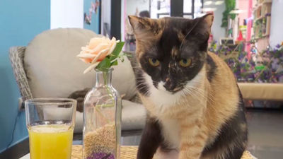 Nekocafé, una cafetería con unos invitados muy especiales