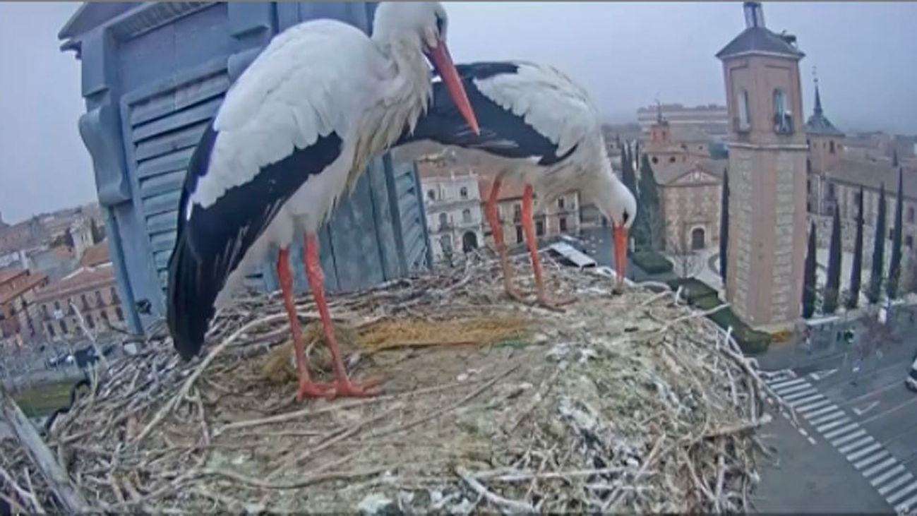 La vida en directo de las cigüeñas blancas de Alcalá gracias a una webcam