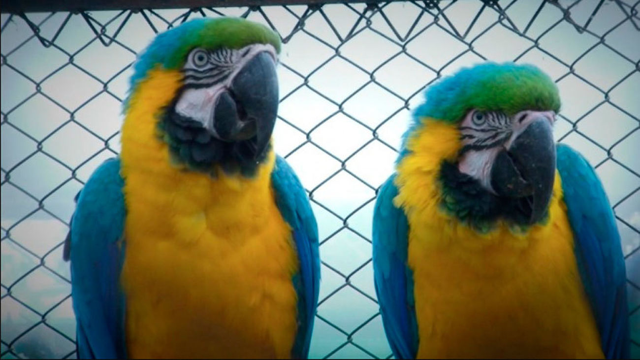 El Gobierno aprueba un plan contra el tráfico ilegal de especies animales y vegetales