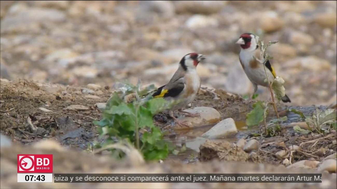 Pillan a dos cazadores de aves protegidas en Hortaleza