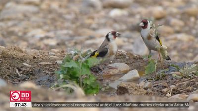 Pillan a dos cazadores de aves protegidas en Hortaleza