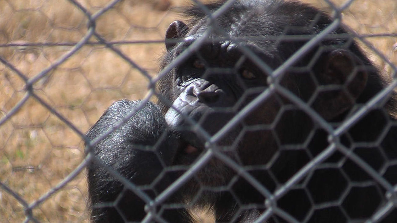Entramos en el Centro de Rescate de Primates más grande de España
