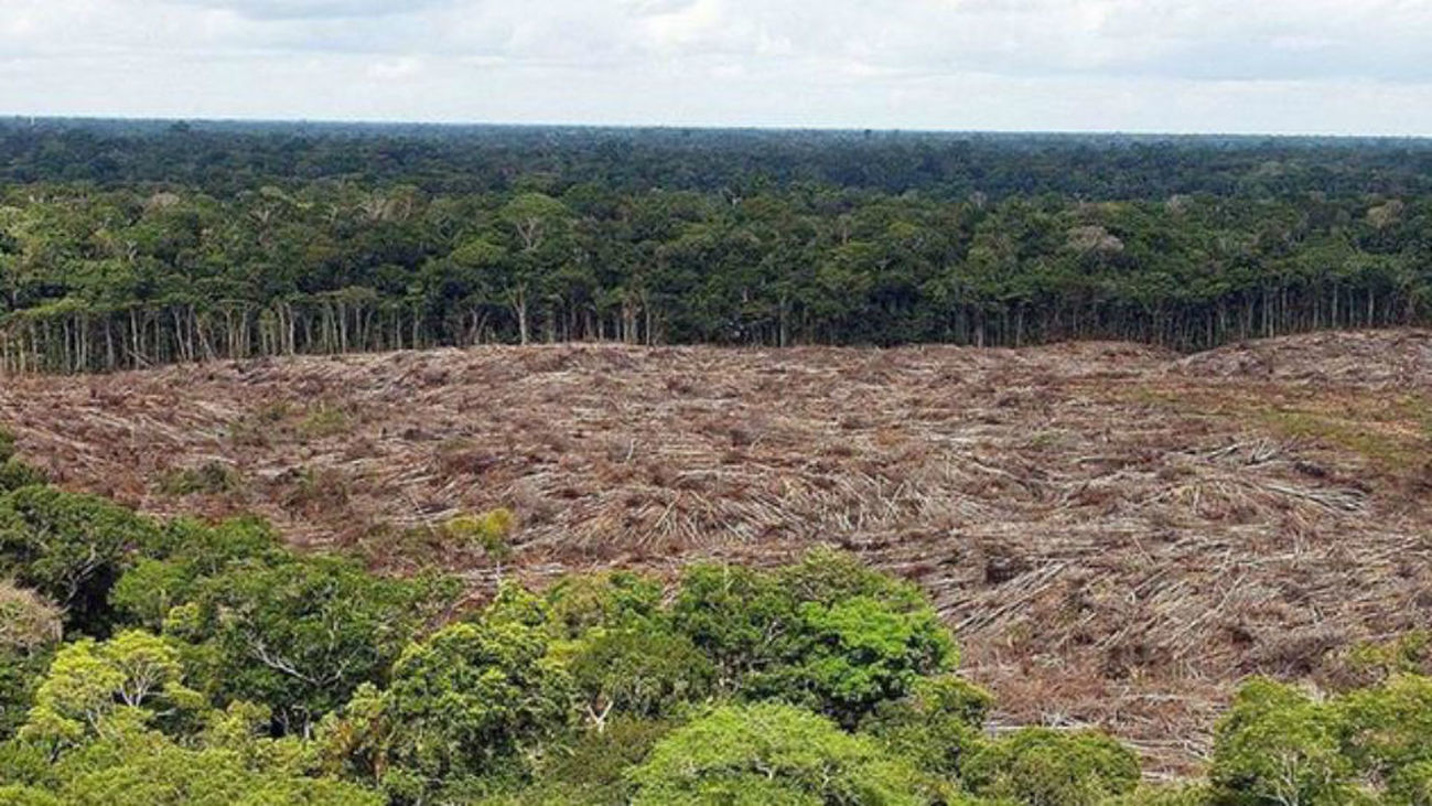 Brasil arrasa sus bosques tropicales