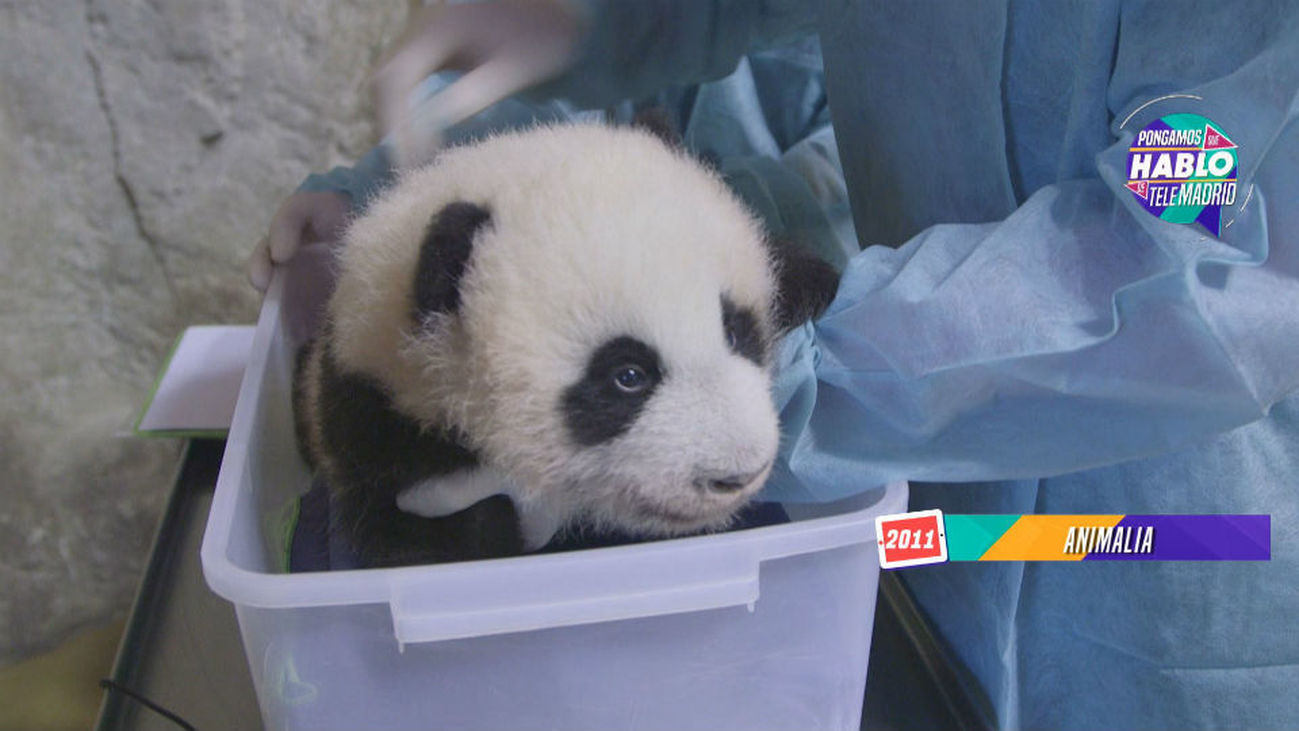 Animales que nos han devuelto la sonrisa