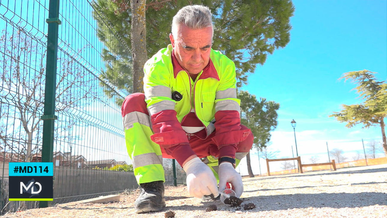 Así funciona el registro de ADN canino en Meco