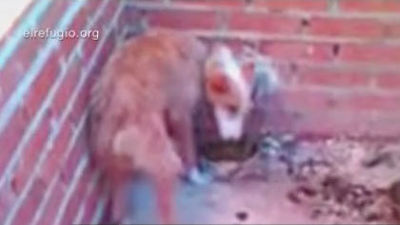 Año y medio de cárcel para el maltratador de 55 perros en Villa del Prado