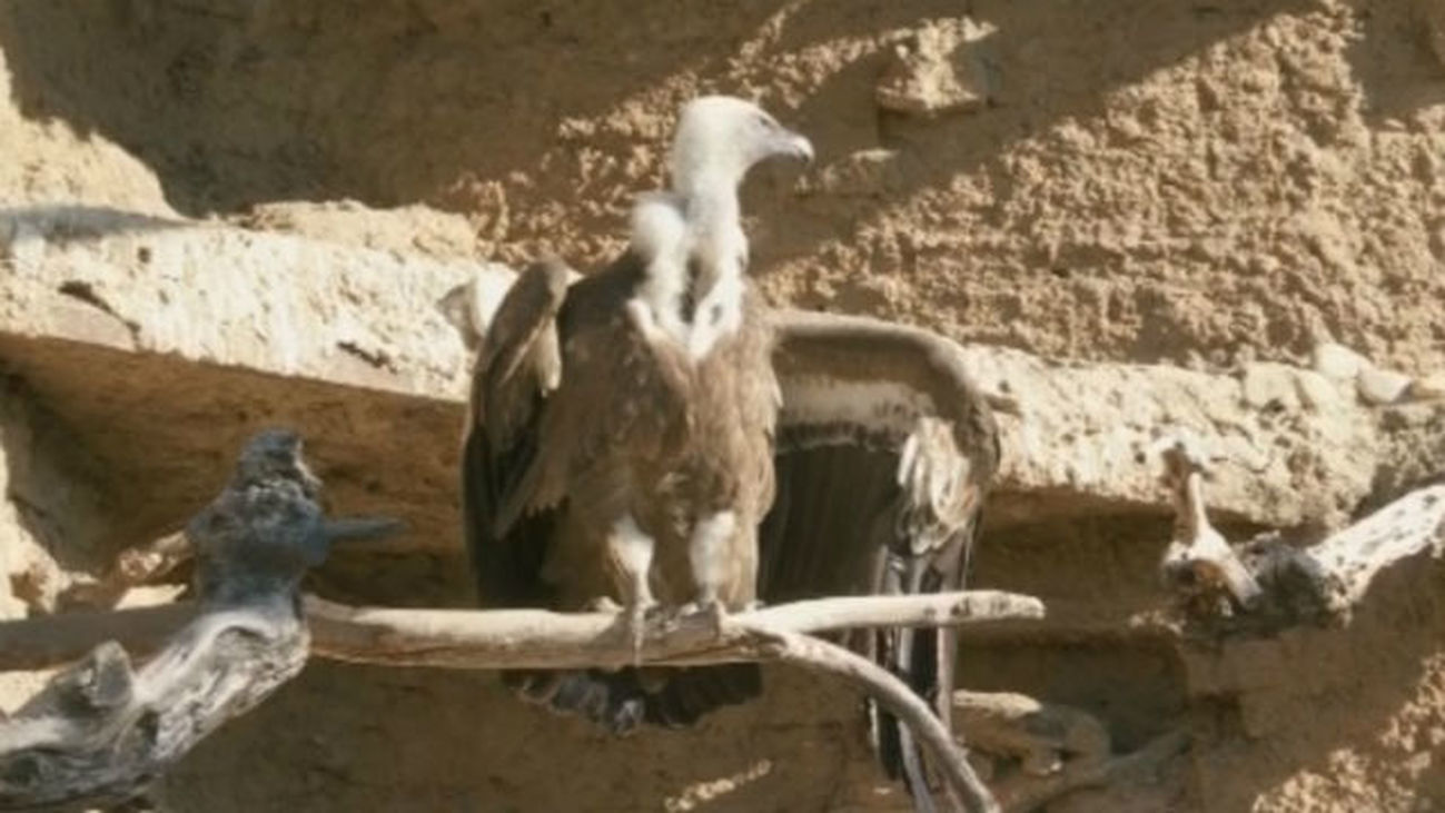 Conociendo animales en peligro de extinción