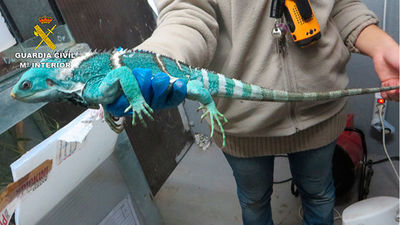 Desmantelada una organización dedicada al tráfico ilegal de reptiles