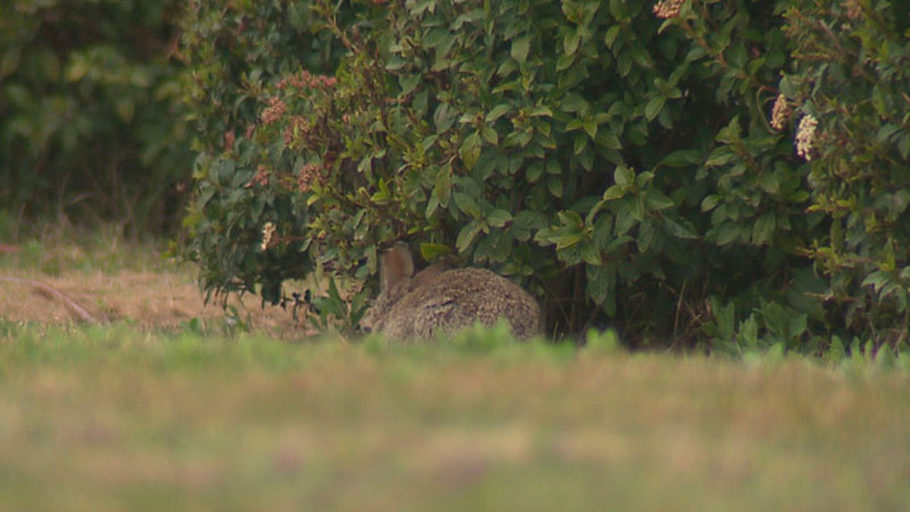 La superpoblación de conejos asola los cultivos en el sur y sureste de Madrid