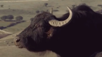 Búfalos a 40 kilómetros del centro