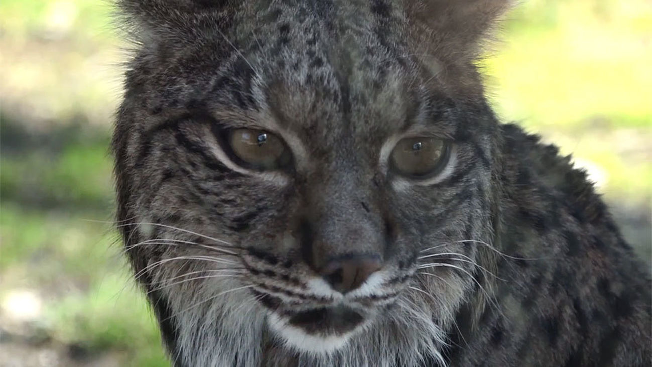 Jazmín y Kalama, los linces ibéricos del Zoo