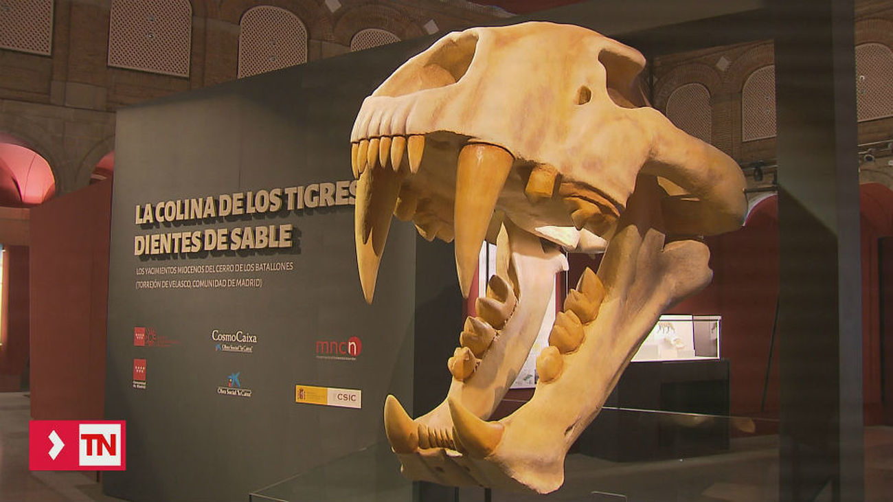 El Museo Arqueológico Regional duplicará su espacio