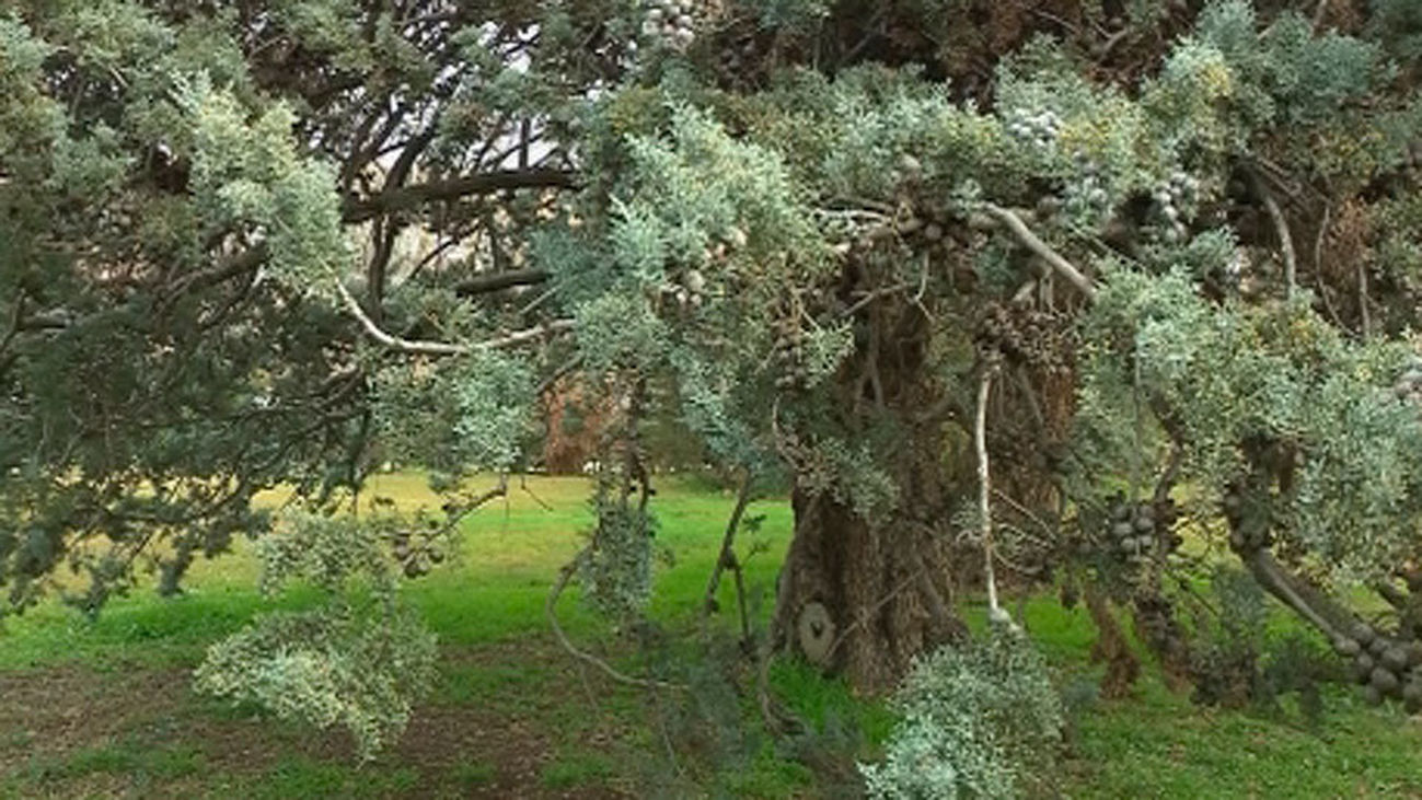 La primavera llegará con altos niveles de polen si sigue lloviendo
