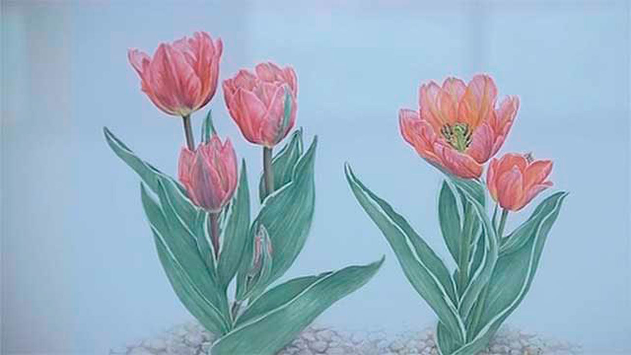 "Tulipa, tulipae. El arte ilustrado", en el Real Jardín Botánico