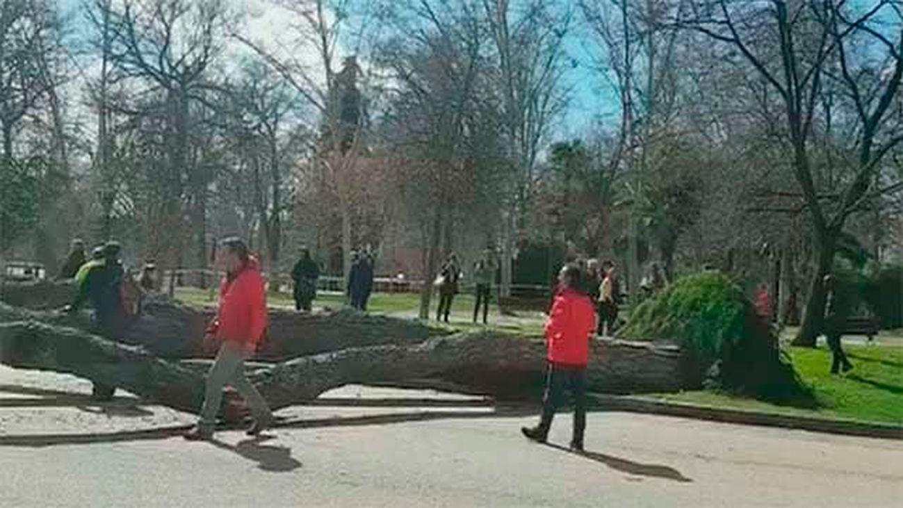 El viento provoa la caída de dos árboles en El Retiro