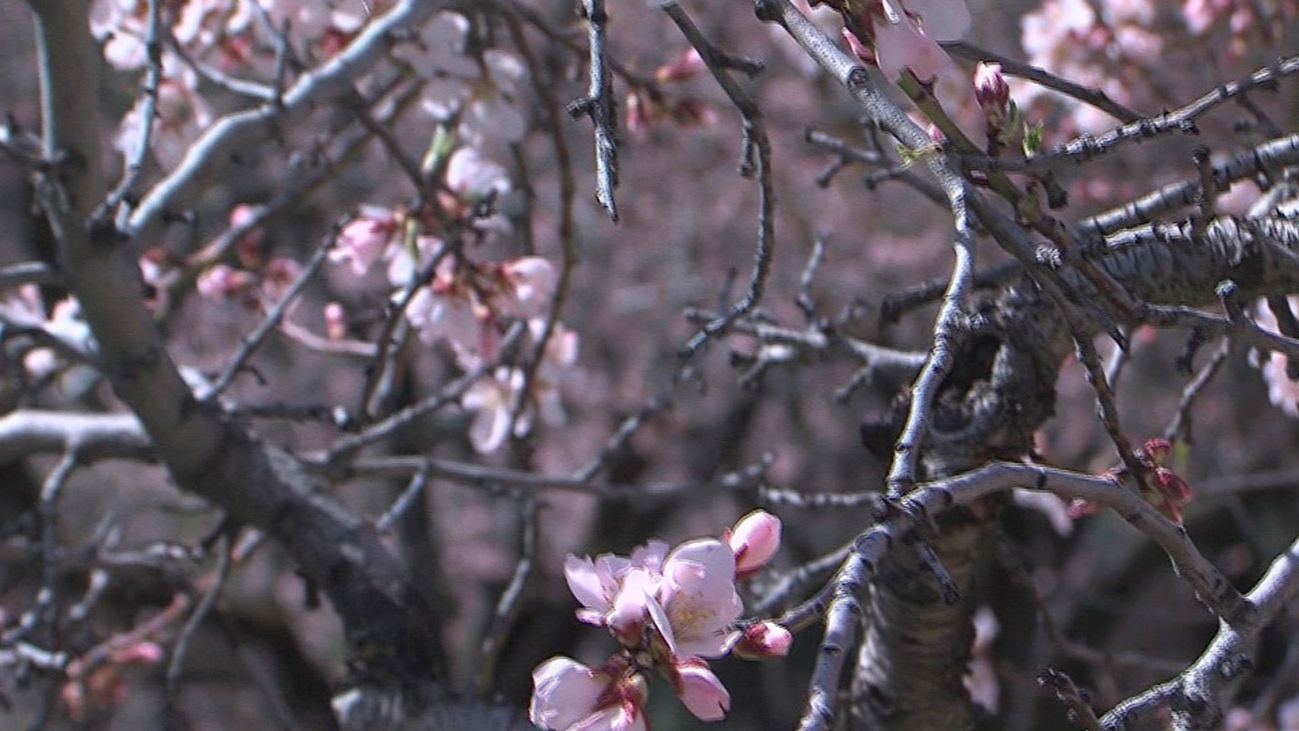 Almendros en flor en la Quinta de los Molinos